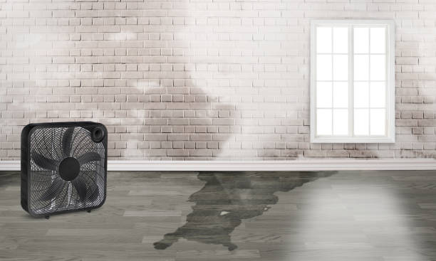 Best Water damage cleanup near me  in Lawrenceburg, TN