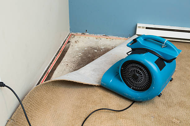 Best Professional water damage repair  in Lawrenceburg, TN